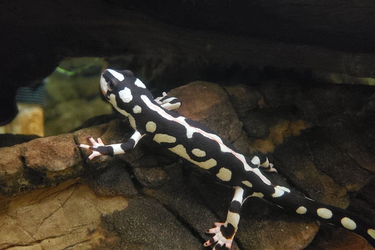 California Academy of Sciences - Gallery Image 2
